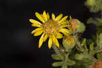 Coastal plain goldenaster